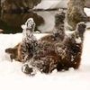 Video: Zoo Animals Get Winter Treats